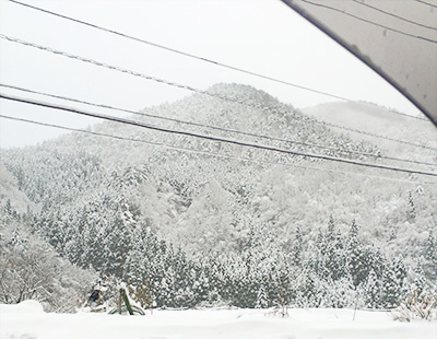 真っ白になった裏山