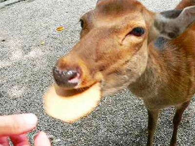 奈良公園の鹿