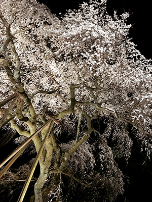 奥山田しだれ桜です