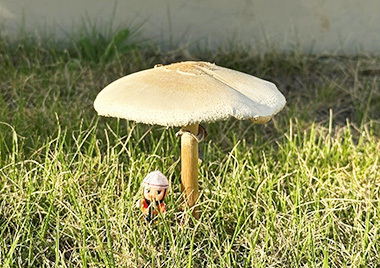 No.29「🍄」