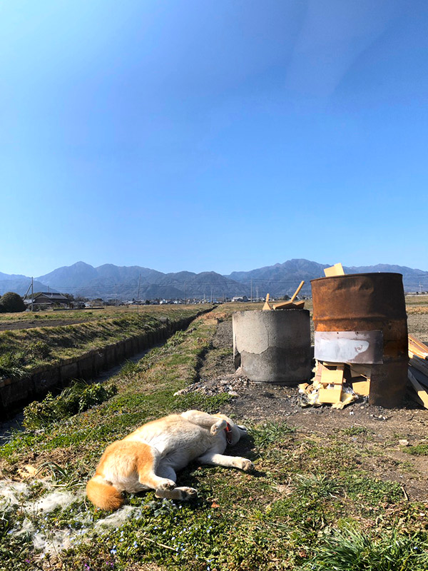 田舎風景と愛犬