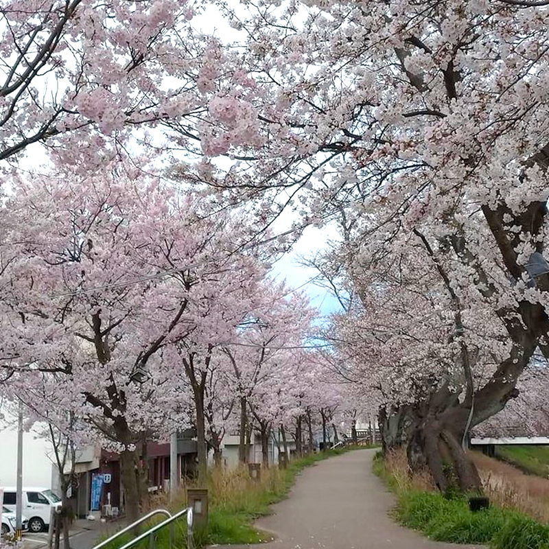 高校時代に撮った足羽川の桜並木