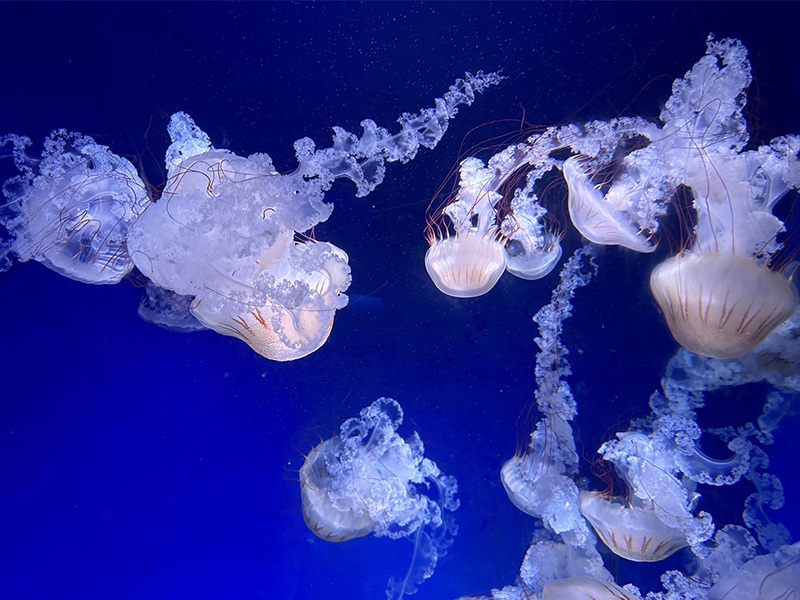 江ノ島水族館