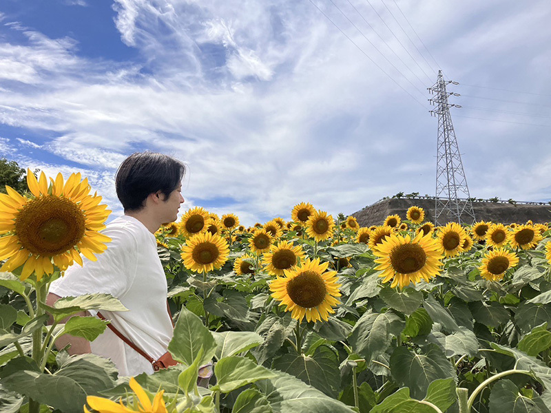 自分の背丈と同じひまわり畑