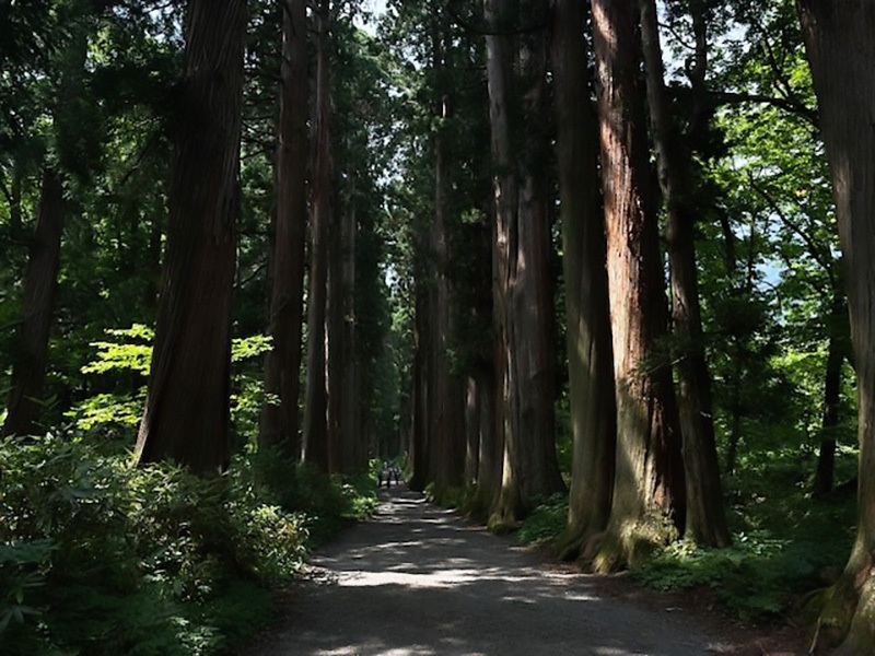 戸隠神社杉並木